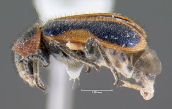Media type: image;   Entomology 612674 Aspect: habitus lateral view